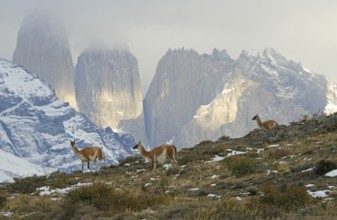 Guanacos (Llama guanicoe), Torres del Paine National Park, Patagonia, Chile, South America