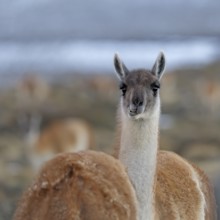 Guanaco (Llama guanicoe), Torres del Paine National Park, Patagonia, Chile, South America