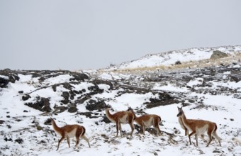 Guanacos (Llama guanicoe) in the snow, Torres del Paine National Park, Patagonia, Chile, South