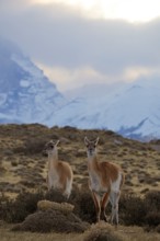 Guanacos (Llama guanicoe), Torres del Paine National Park, Patagonia, Chile, South America