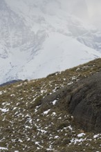 Cougar in the landscape in Torres del Paine National Park, Patagonia, Chile, South America