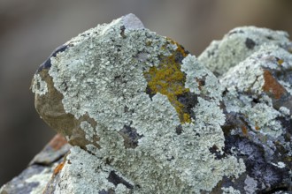 Lichens in Torres del Paine National Park, Patagonia, Chile, South America