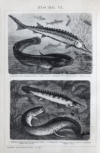 Plate Freshwater fish, sturgeon (Acipenser sturio), river catfish (Silurus glanis), Nile tilefish