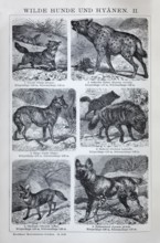 Plate Wild dogs and hyenas, coyote (Canis latrans), hyena (Hyaena crocuta), dingo (Canis dingo),