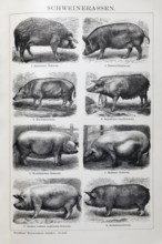 Picture plate pig breeds, Szalontai pig, Tamworth pig, Marsh pig, Bavarian country pig, historical