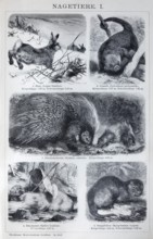 Plate rodents, hare (Lepus timidus), coandu (Coendu prehensilis), porcupine (Hystrix cristata),