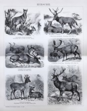 Plate Deer, Musk deer (Moschus moschiferus), Milu (Cervus Davidianus), Reindeer (Cervus tarandus),