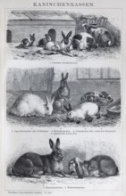 Plate rabbit breeds, domestic rabbit, angora rabbit, giant rabbit, historical book illustration,