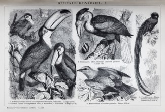 Plate Cuckoo birds, toucan (Rhamphastus tucanus), historical book illustration, wood engraving