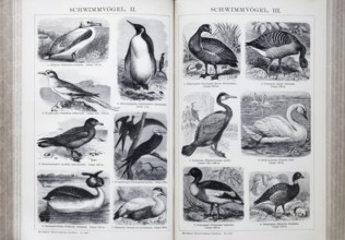 Encyclopaedia page with illustrated plate of swimming birds, albatross (Diomedea exulans), grey