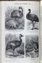 Encyclopaedia page with picture plate Ostriches, Nandu (Rhea americana), Greater Emu (Dromaius