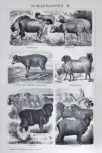 Sheep breeds, Franconian sheep, Rhön sheep, Merino sheep, Tzigaga sheep, Negrettis, Rambouillets,