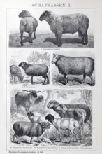 Sheep breeds, Hampshire Down, Heidschnucke moorland sheep, Dishley sheep, Zackelschaf,