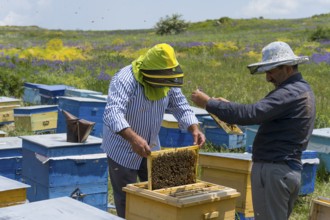 Two beekeepers inspect honeycombs amidst colourful beehives in a flowering meadow, beekeeper, near