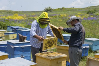 Beekeepers examine a honeycomb in a meadow with colourful beehives surrounded by flowers,