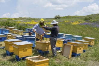 Two beekeepers working on beehives in a green, blooming meadow under a sunny sky, beekeeper, near