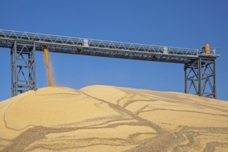Inwood, Iowa - Newly-harvested corn is piled up at Cooperative Farmers Elevator (CFE). The pile