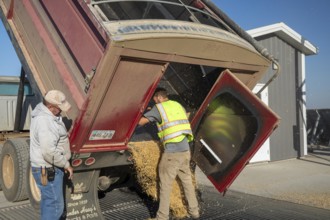 Inwood, Iowa - Newly-harvested corn is unloaded at Cooperative Farmers Elevator (CFE). The corn