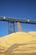 Inwood, Iowa - Newly-harvested corn is piled up at Cooperative Farmers Elevator (CFE). The pile