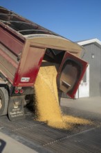 Inwood, Iowa - Newly-harvested corn is unloaded at Cooperative Farmers Elevator (CFE). The corn