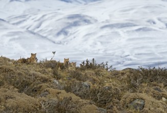 Cougar (Cougar concolor) female with cubs, Torres del Paine National Park, Chile, South America