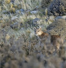 Cougar (Cougar concolor), Torres del Paine National Park, Chile, South America