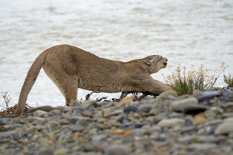 Cougar (Cougar concolor) stretching, Torres del Paine National Park, Chile, South America