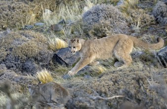 Cougar (Cougar concolor) cubs at play, Torres del Paine National Park, Chile, South America