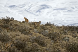 Cougar (Cougar concolor) cubs, Torres del Paine National Park, Chile, South America