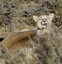 Cougar (Cougar concolor) female with young, Torres del Paine National Park, Chile, South America