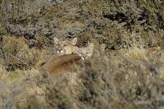 Cougar (Cougar concolor) female with young, Torres del Paine National Park, Chile, South America