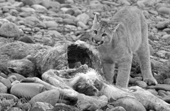 Cougar (Cougar concolor) young feeding, Torres del Paine National Park, Chile, South America