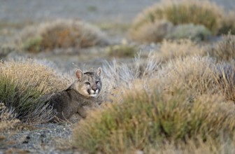 Cougar (Cougar concolor) young, Torres del Paine National Park, Chile, South America
