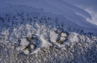 Cougar (Cougar concolor) footprint, Torres del Paine National Park, Chile, South America
