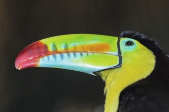Keel-billed toucan (Ramphastos sulfuratus), Costa Rica, Central America