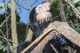 White-faced capuchin monkey (Cebus capucinus) carries her young on her back, Manuel Antonio