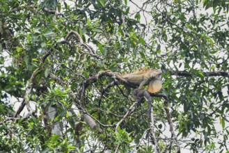 Green Iguana (Iguana Iguana) in rainforest, Sarapiqui, Costa Rica, Central America