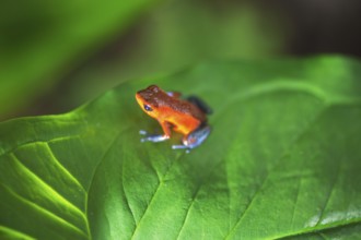 Blue jeans dart frog (Dendrobates pumilio) on leaf, Sarapiqui, Costa Rica, Central America