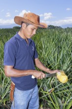 Farmer cuttting pineapple, Sarapiqui, Costa Rica, Central America