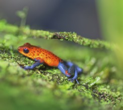 Blue jeans dart frog (Dendrobates pumilio) climbing twig, Costa Rica, Central America