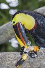 Chestnut-mandibled Toucan (Ramphastos swainsonii) feeding on a smaller bird, Sarapiqui, Costa Rica,
