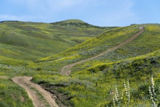 A dirt track winds through a hilly, green-yellowish landscape, countryside near Hatsavan, Kotayk