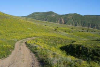 A winding road leads through rolling green hills under a clear blue sky, lined with yellowish