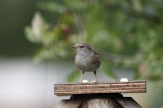 Dunnock (Prunella modularis), close-up, garden, autumn, Germany
