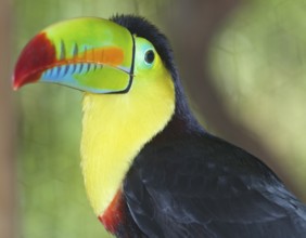 Keel-billed toucan (Ramphastos sulfuratus), Costa Rica