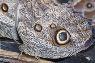 Magnificent Owls (Caligoeurilochus sulanus), Costa Rica