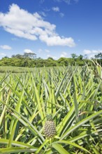 Pineapple plantation, Sarapiqui, Costa Rica, Central America