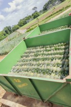 Container loaded with harvested organic pineapples, Costa Rica