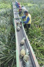 Workers putting pineapples on a conveyor belt, Costa Rica, Central America