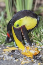 Chestnut-mandibled Toucan (Ramphastos swainsonii) feeding on a smaller bird, Sarapiqui, Costa Rica,